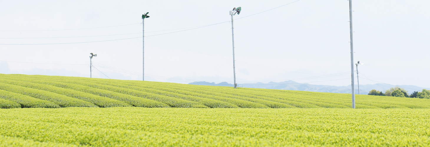 一服のお茶に想いを込めて